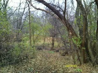a view of a forest with lots of trees