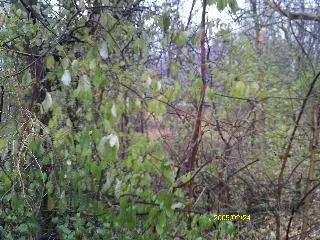 a view of a forest