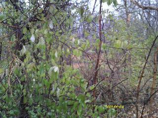 28624 West Kendall Avenue Spring Grove, IL 60081 - Photo 3 of 5 a view of a forest