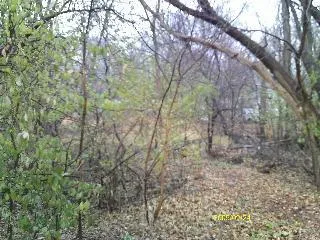 a view of a forest with lots of trees