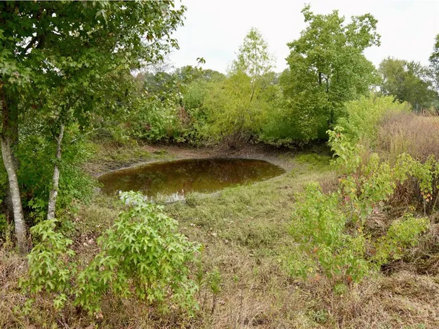 a view of a garden with plants and large trees