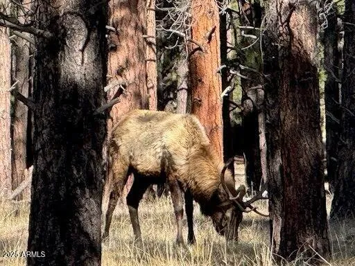 $560,000 | Lot 3 North L N Quintana Drive, Flagstaff, AZ 86001