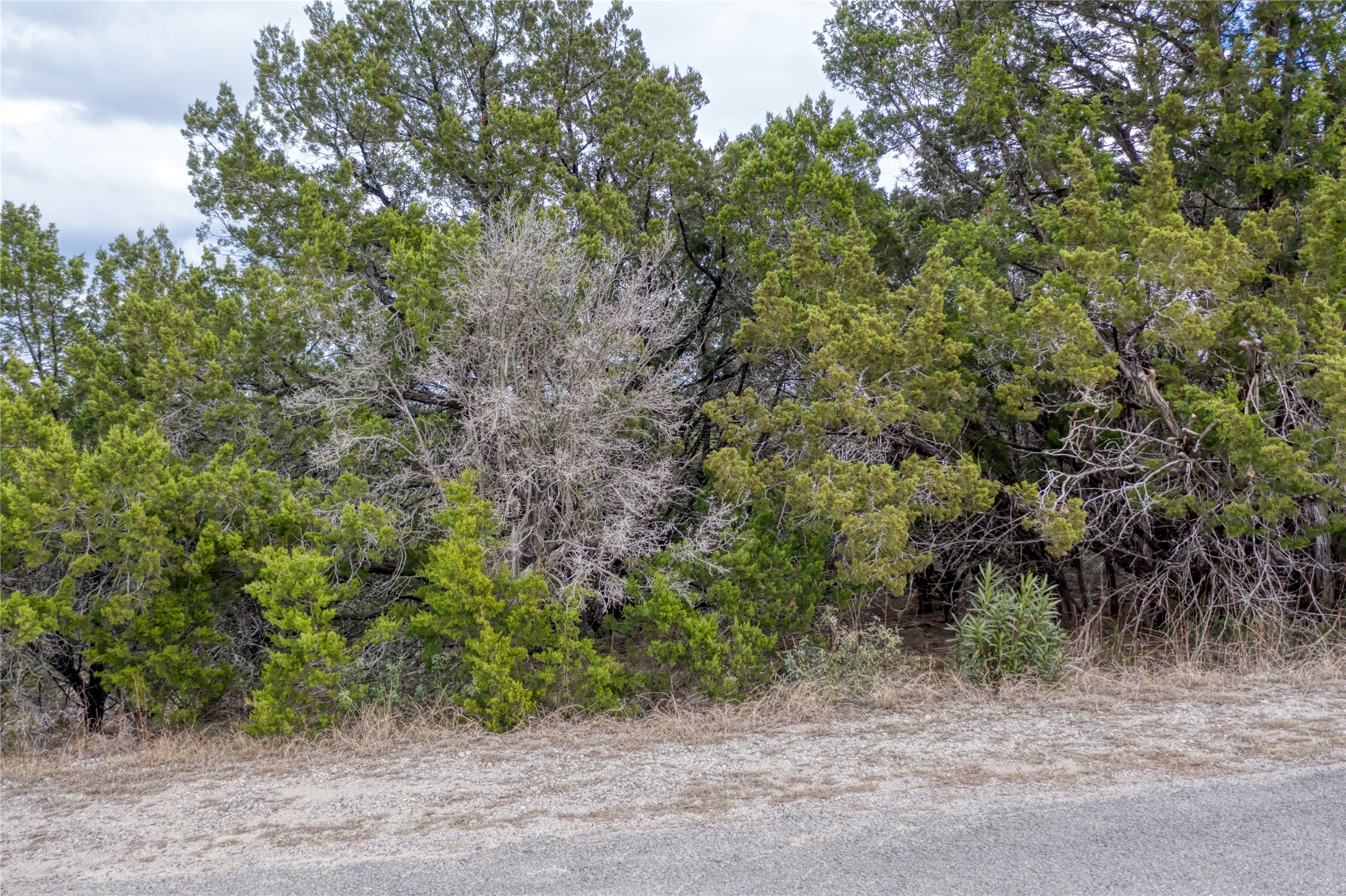20702 N Ridge Lago Vista, TX 78645 - Photo 11 of 16 a view of a forest with trees in the background
