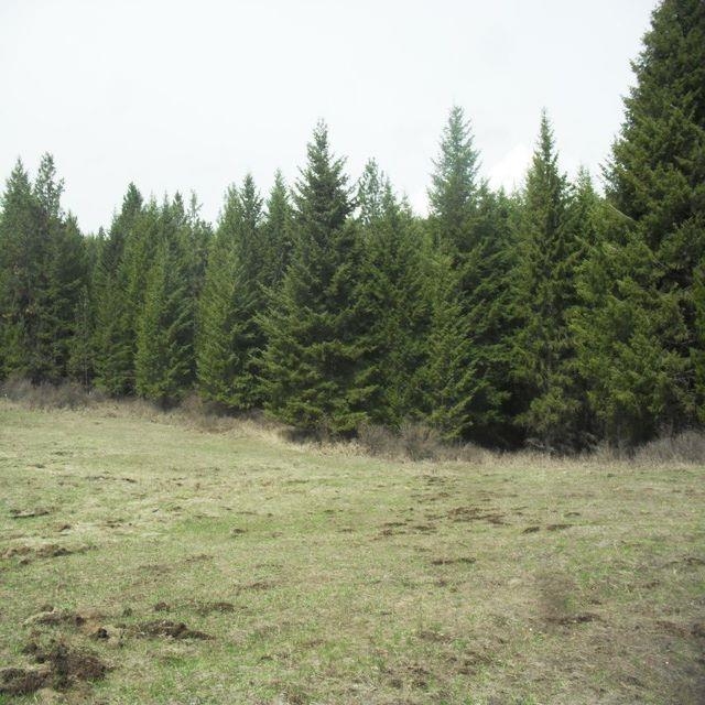 8-xx-tbd Basin Road Colville, WA 99114 - Photo 14 of 29