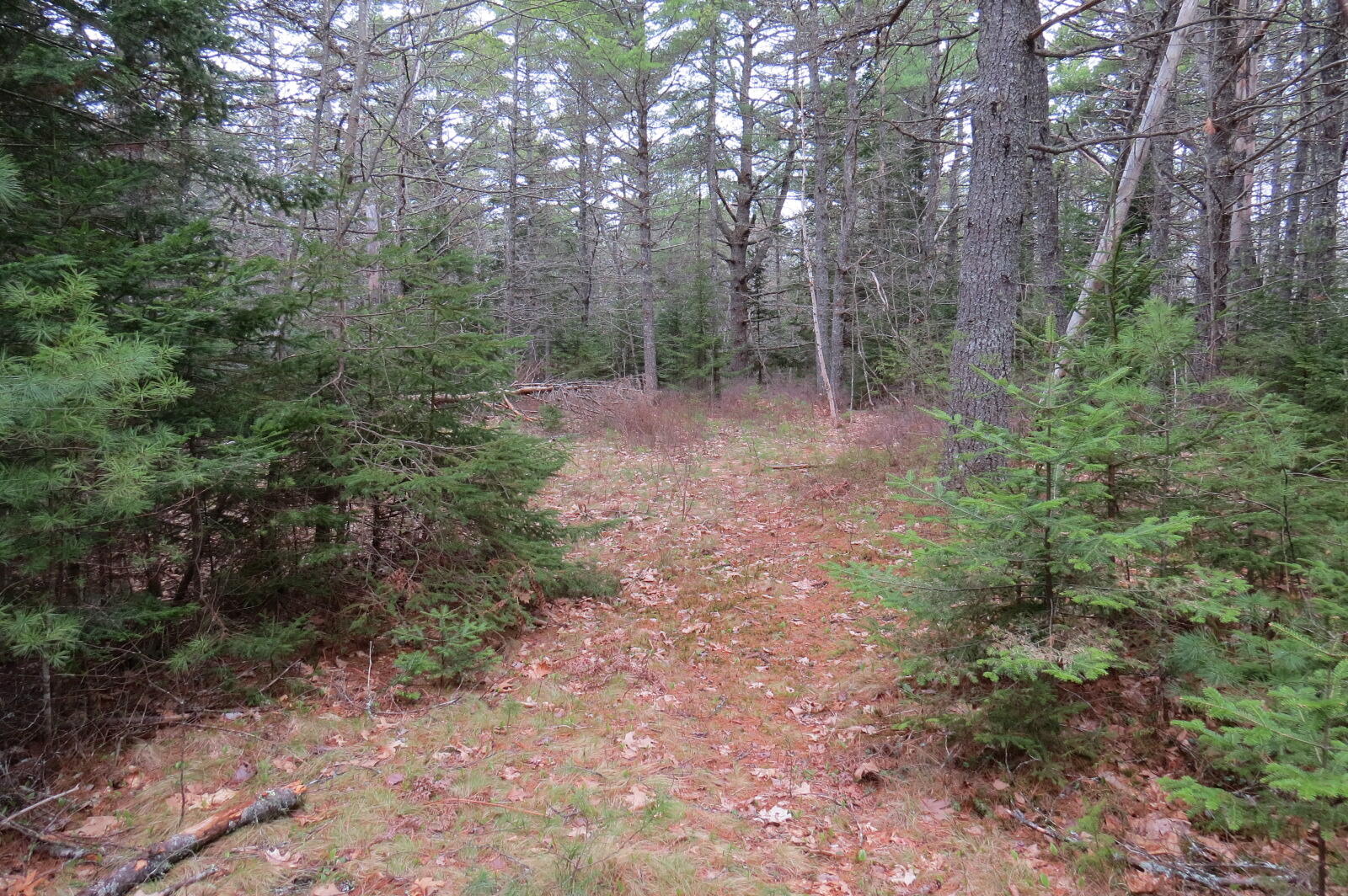23 Porcupine Road Sullivan, ME 04664 - Photo 5 of 27 IMG_0188