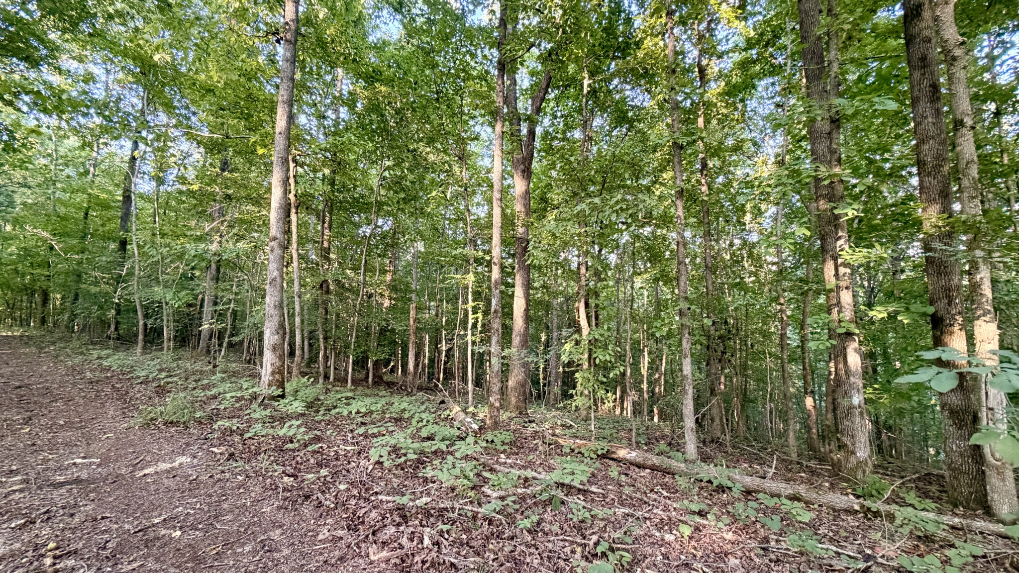 309 Charley Davis Road Goodspring, TN 38460 - Photo 26 of 87 Gallery Image 26