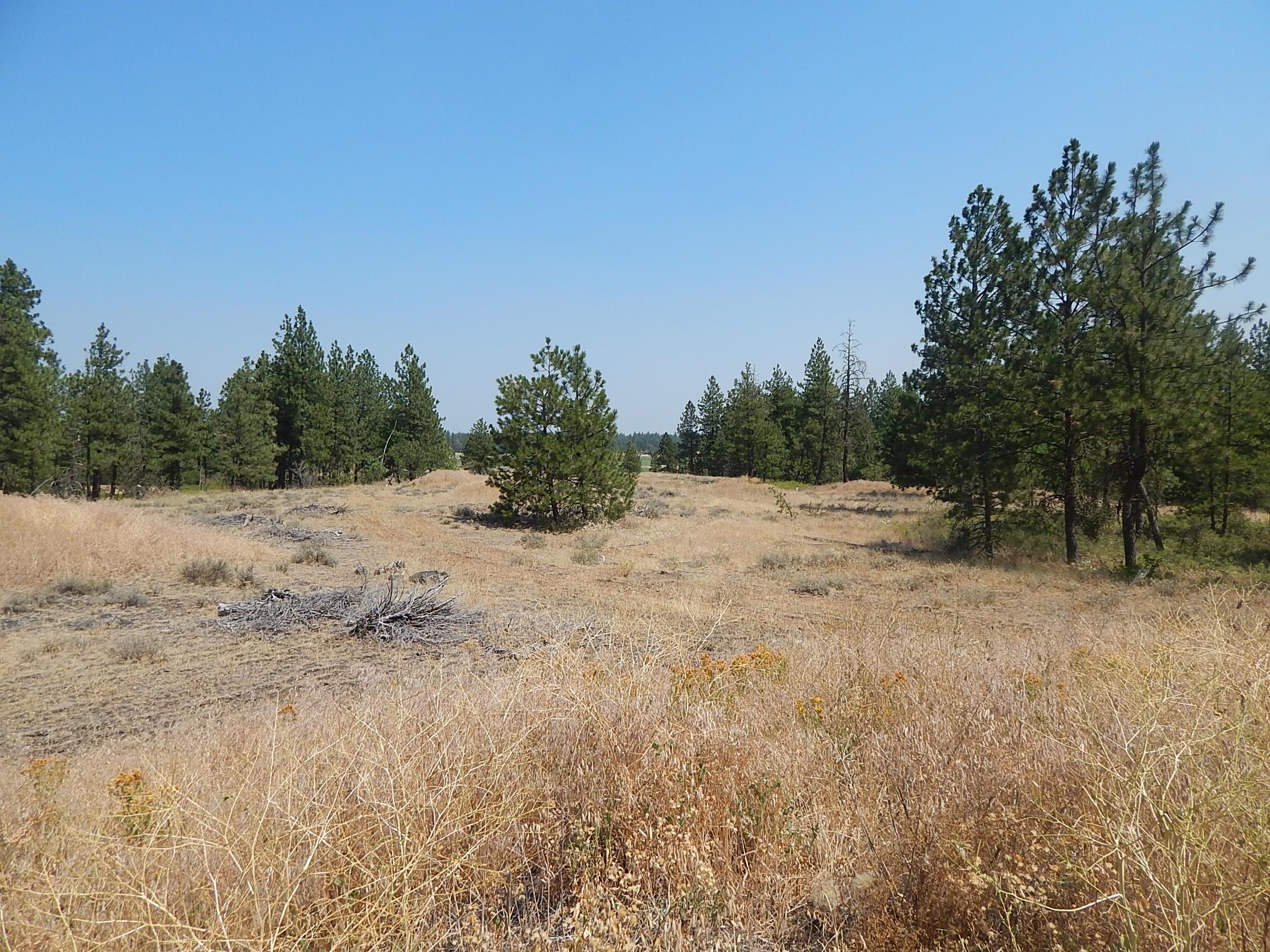 249014 West Kitt Road Reardan, WA 99029 - Photo 5 of 23