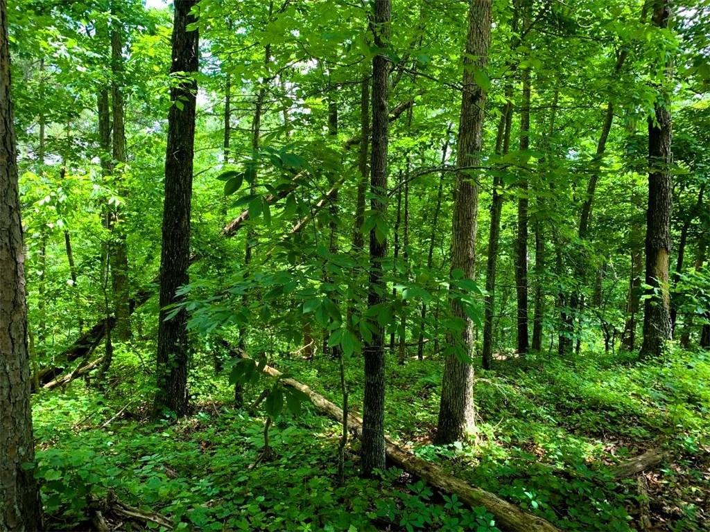 100 Adair Drive Ranger, GA 30734 - Photo 3 of 5 a view of lush green forest