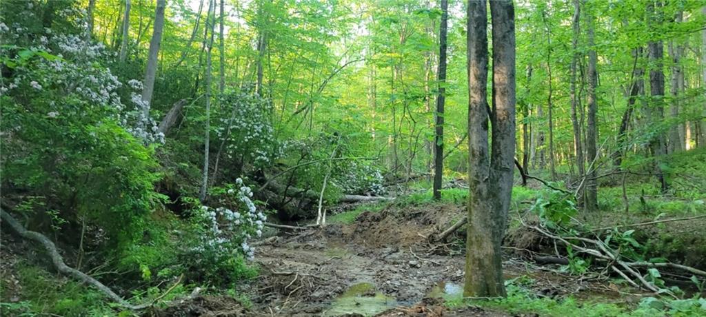 64 Beacon Place Dallas, GA 30132 - Photo 5 of 7 a view of a lush green forest