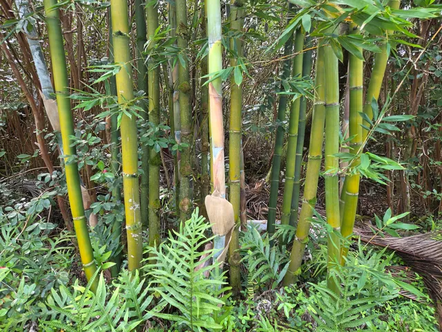 $29,000 | 15-2782 Lot 1292 Moi Street, Pahoa, HI 96778