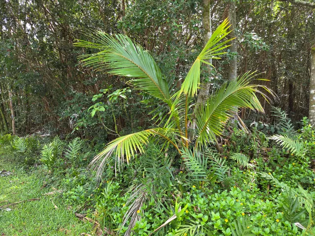 $29,000 | 15-2782 Lot 1292 Moi Street, Pahoa, HI 96778