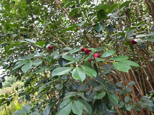 $29,000 | 15-2782 Lot 1292 Moi Street, Pahoa, HI 96778