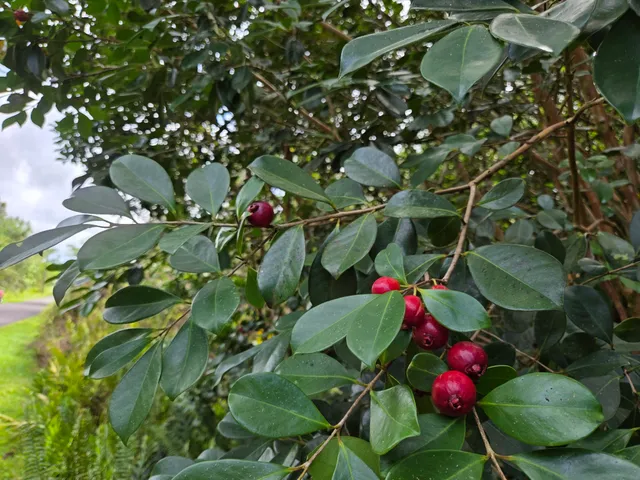 $29,000 | 15-2782 Lot 1292 Moi Street, Pahoa, HI 96778