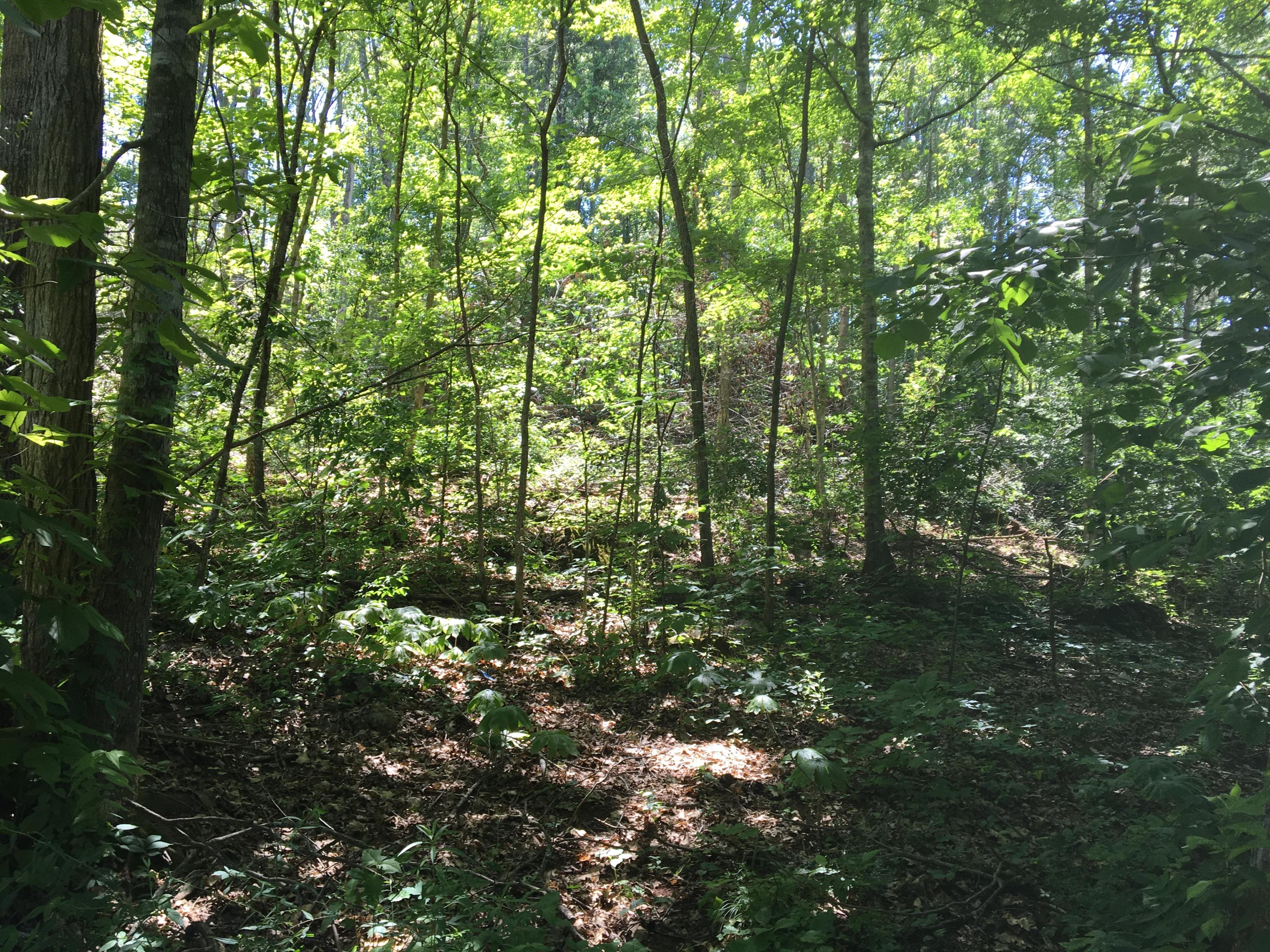 210 Floyd Atkins Road Bean Station, TN 37708 - Photo 25 of 29 2016-06-08 14.58.56