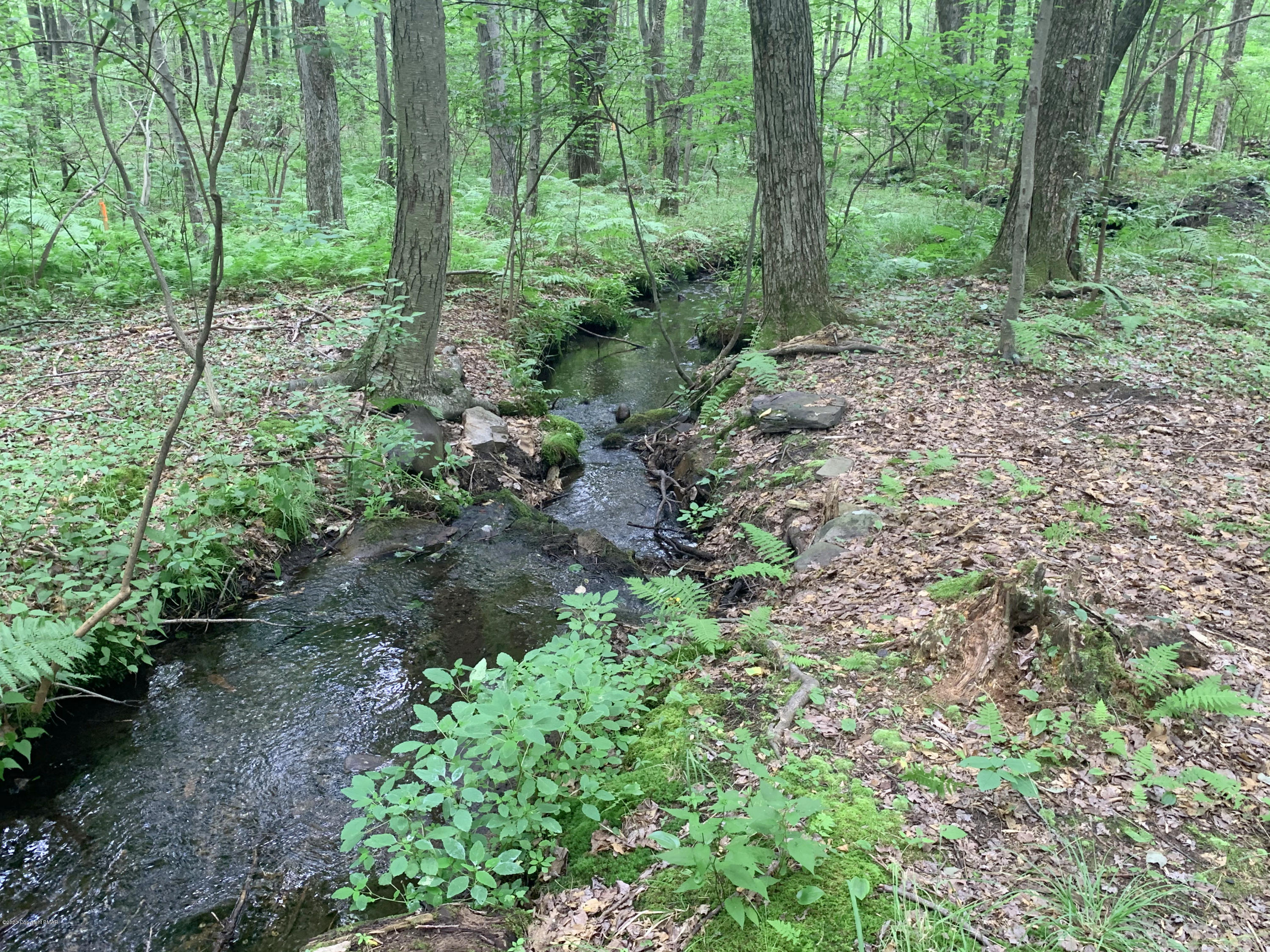 200 Williams Road Cresco, PA 18326 - Photo 5 of 21 a view of a forest that has large trees
