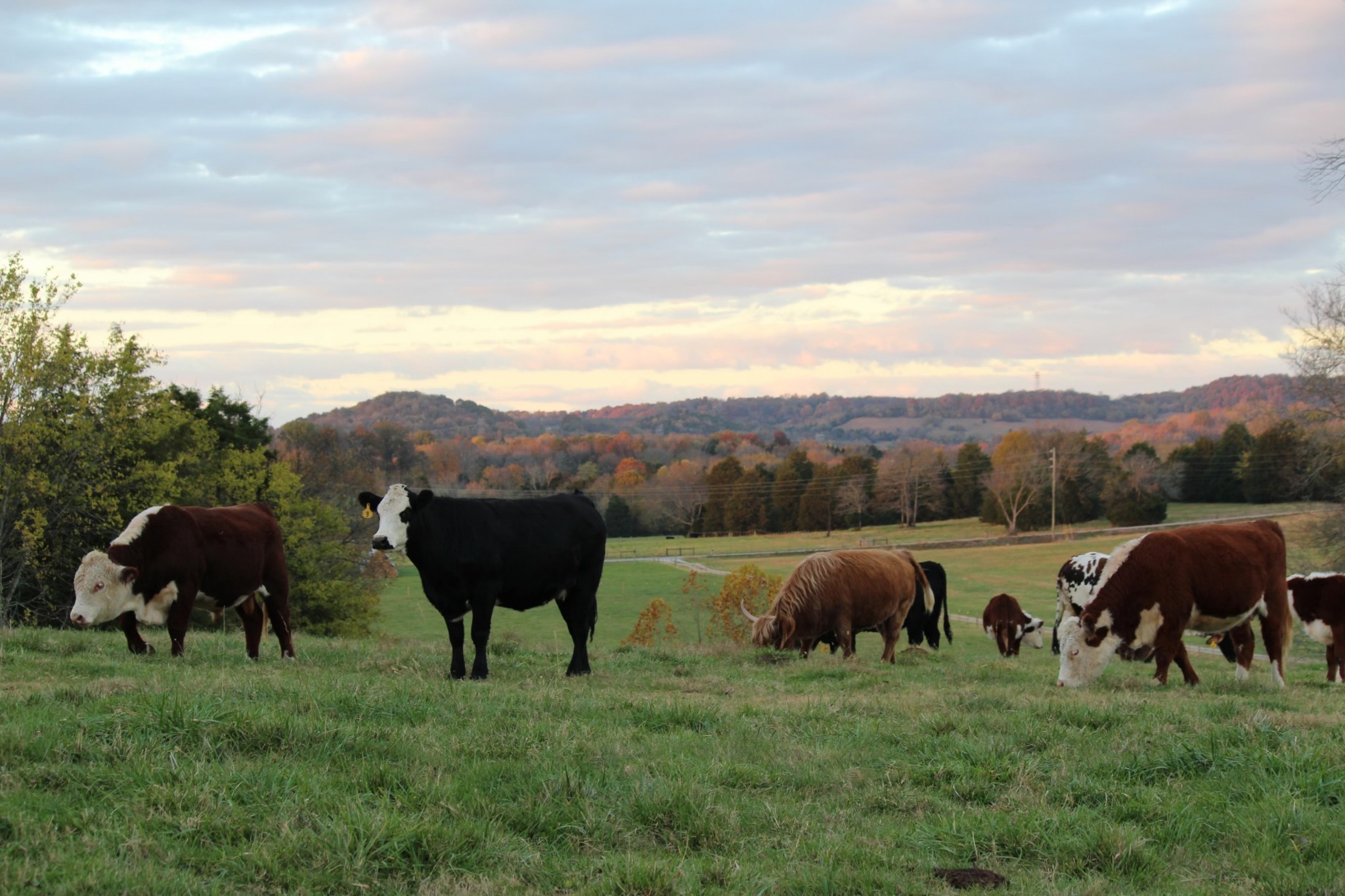 6751 Flat Creek Road College Grove, TN 37046 - Photo 47 of 50 Gallery Image 47