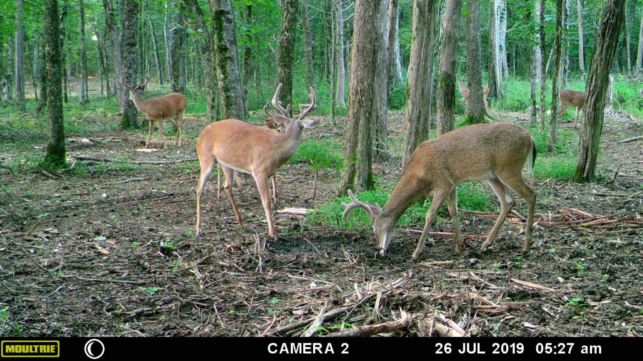 6751 Flat Creek Road College Grove, TN 37046 - Photo 49 of 50 Gallery Image 49