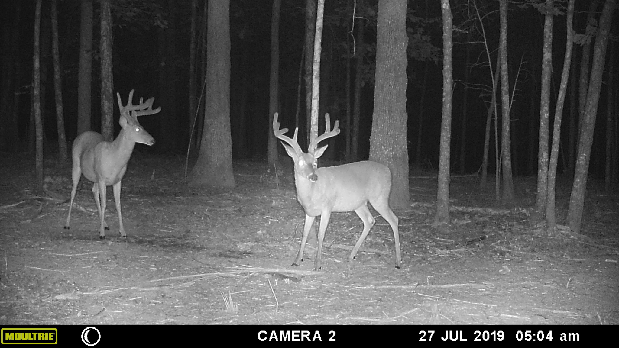 6751 Flat Creek Road College Grove, TN 37046 - Photo 50 of 50 Gallery Image 50