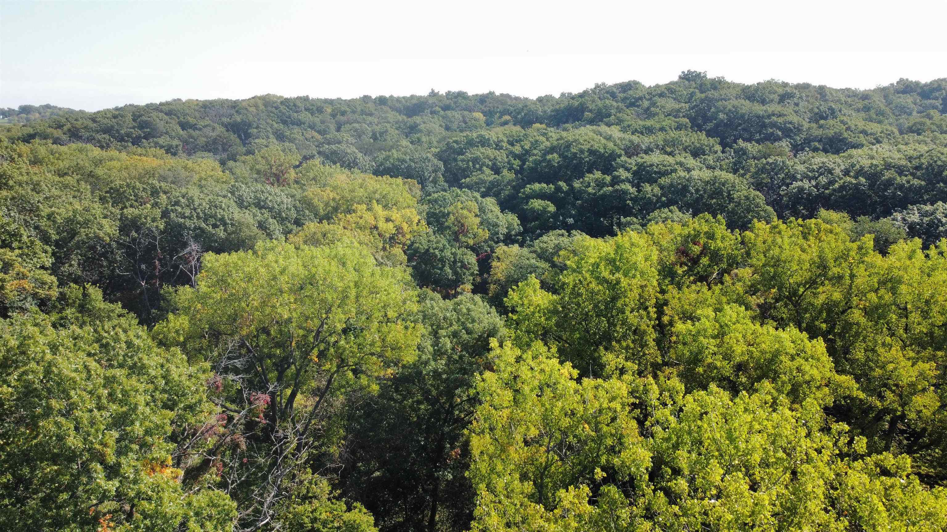 Three Mile Road Savanna, IL 61074 - Photo 18 of 57 a view of a forest with a street