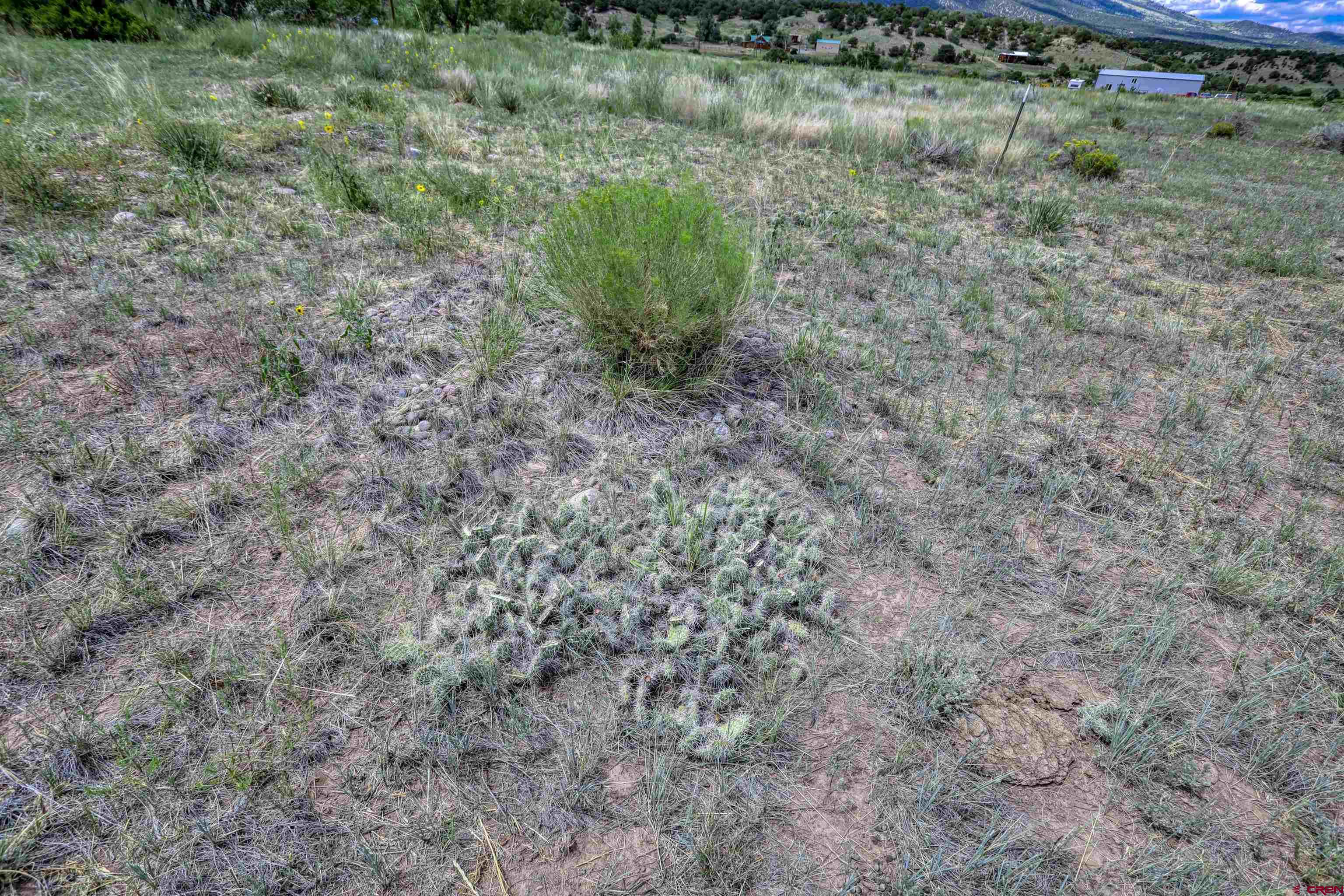 227 Red Feather Road South Fork, CO 81154 - Photo 14 of 32 a view of a lush green forest with lots of trees
