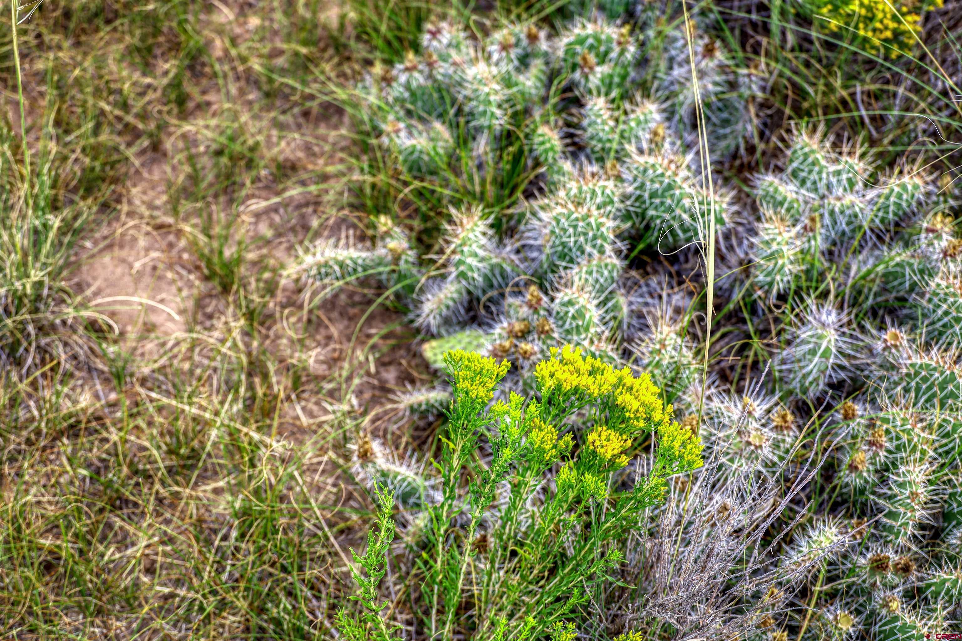 227 Red Feather Road South Fork, CO 81154 - Photo 25 of 32 a backyard of a house with lots of green space