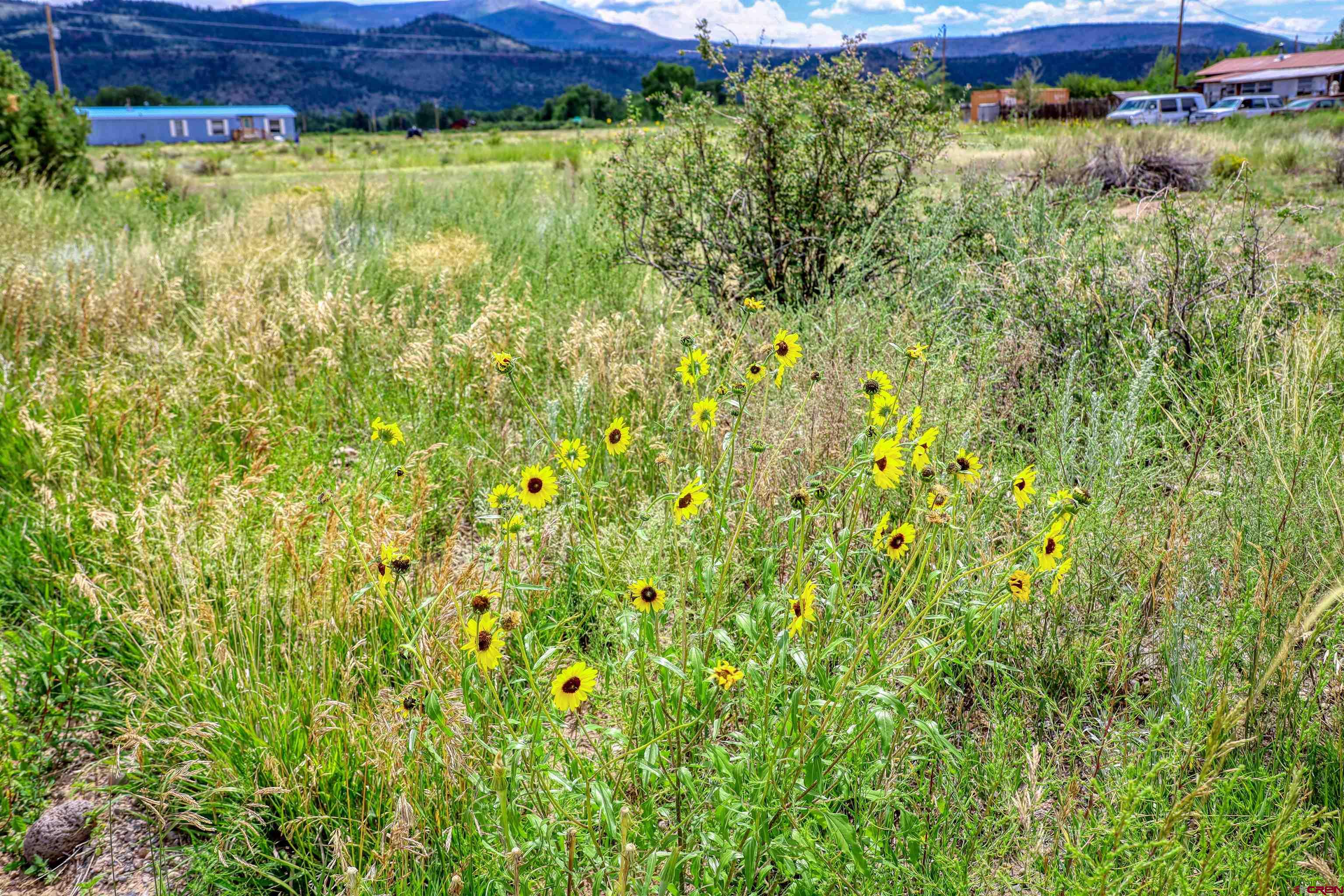 227 Red Feather Road South Fork, CO 81154 - Photo 6 of 32 a view of a yard with plants