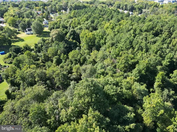 view of a lush green forest