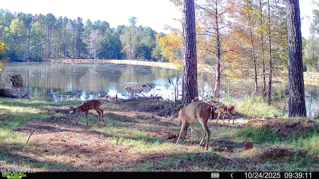 $2,734,000 | 348 Beaverdam Road, Camden, MS 39045