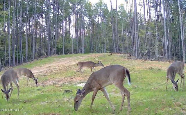 $2,734,000 | 348 Beaverdam Road, Camden, MS 39045