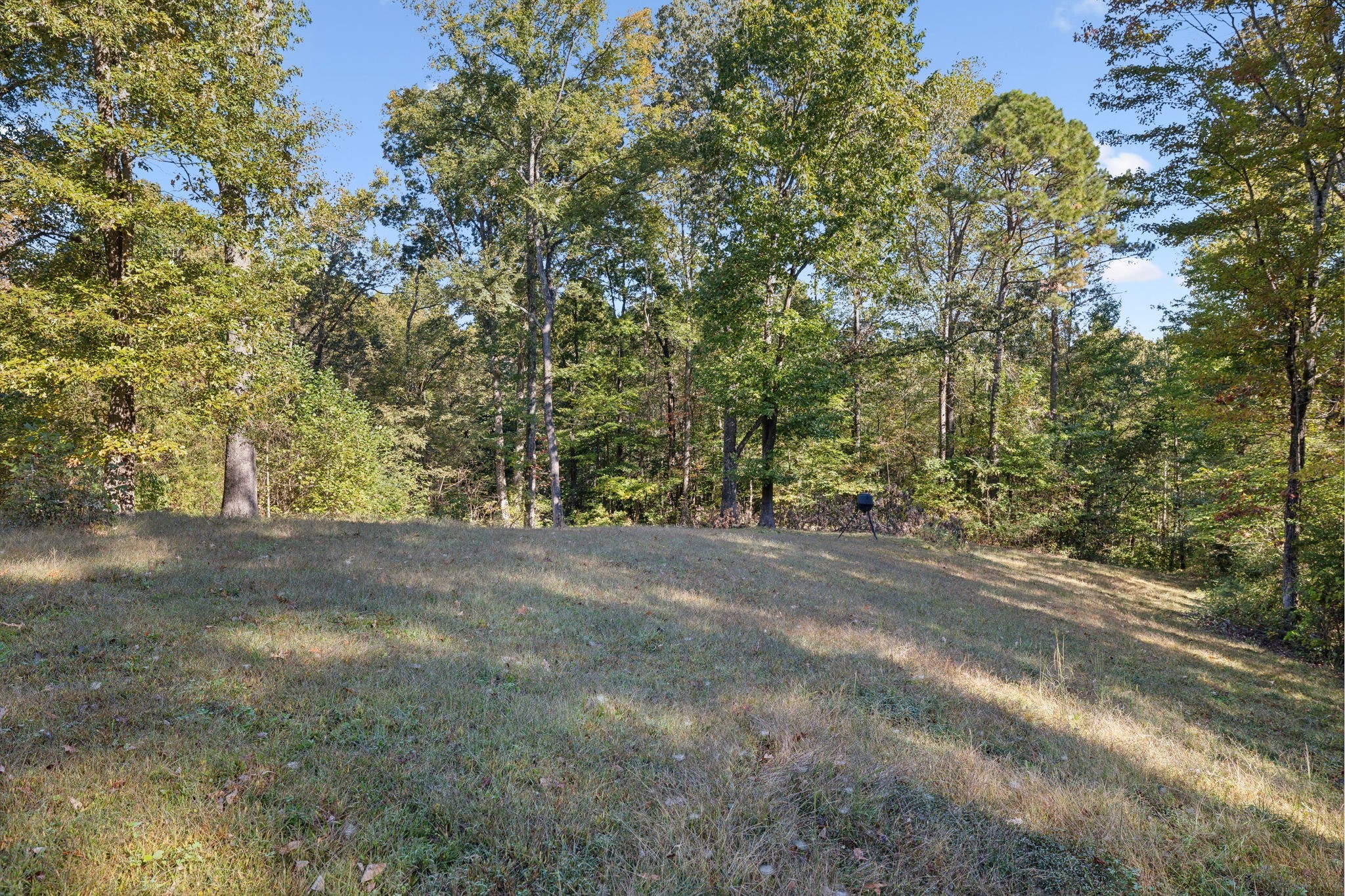 534 Whitney Branch Road Springville, TN 38256 - Photo 25 of 41 a view of a yard with a tree
