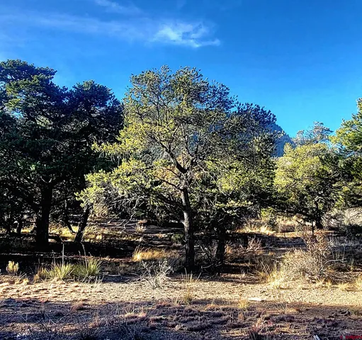 a view of a yard with a tree