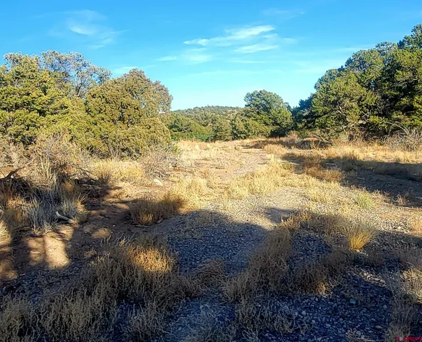 a view of a tree with a yard