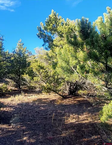 a view of a tree in a yard with wooden fence