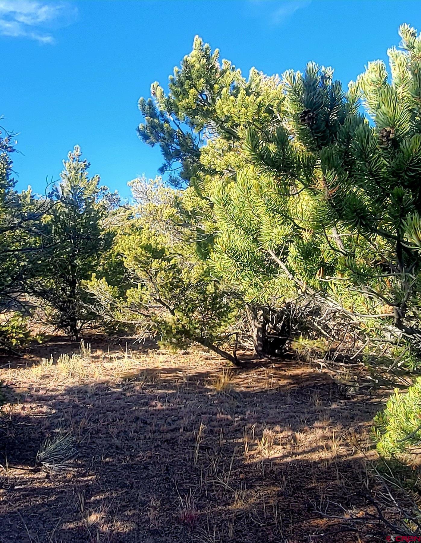 1094-1343 Valley View Road South Fork, CO 81154 - Photo 30 of 37 a view of a tree with a yard