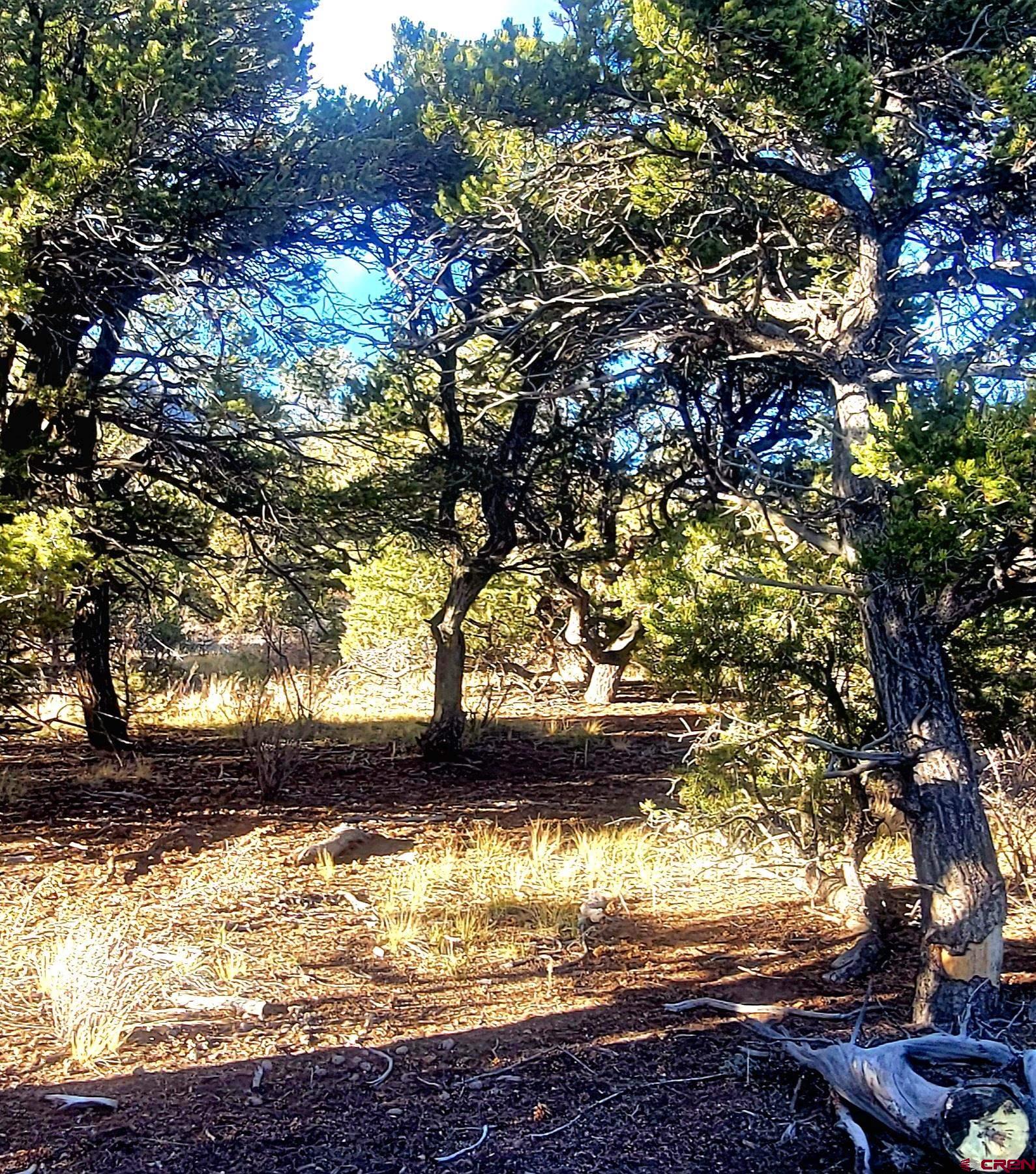 1094-1343 Valley View Road South Fork, CO 81154 - Photo 35 of 37 a view of yard
