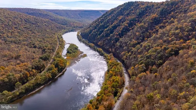 a view of a forest with a mountain