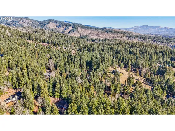 a black and white photo of a forest