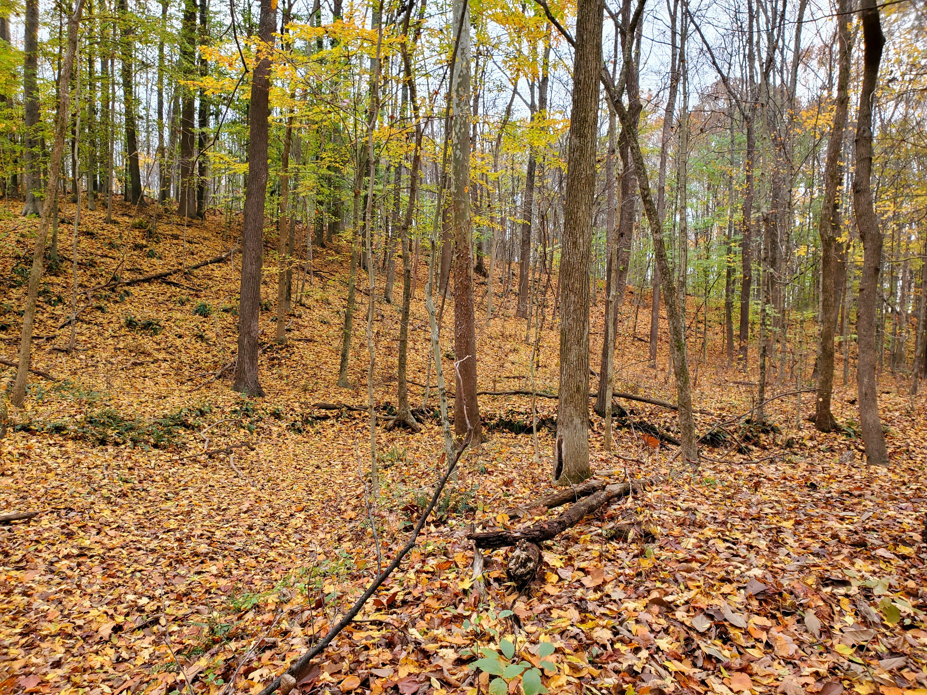 0 Off Shingle Mill Road Bloomfield, IN 47424 - Photo 21 of 52