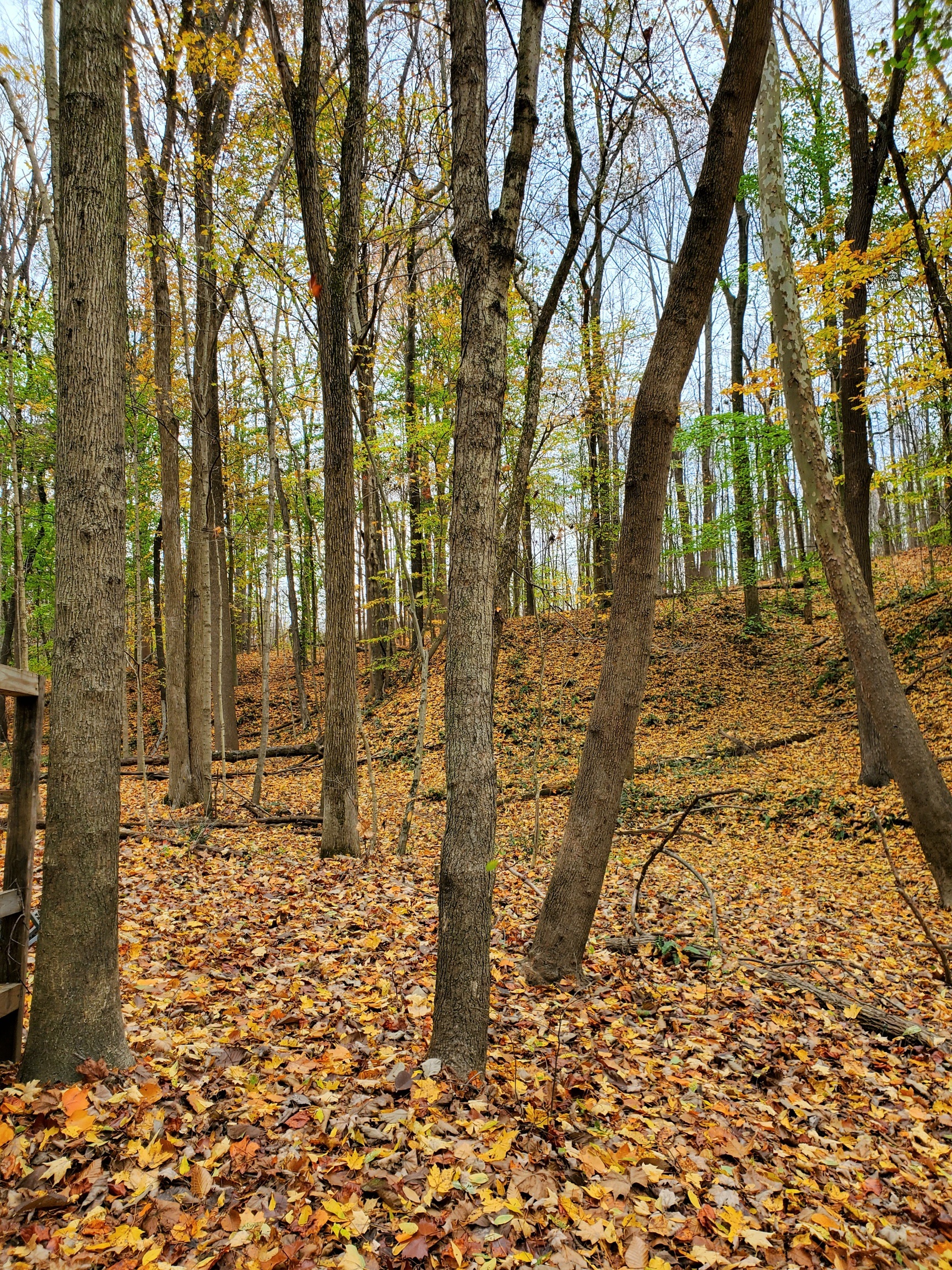 0 Off Shingle Mill Road Bloomfield, IN 47424 - Photo 22 of 52