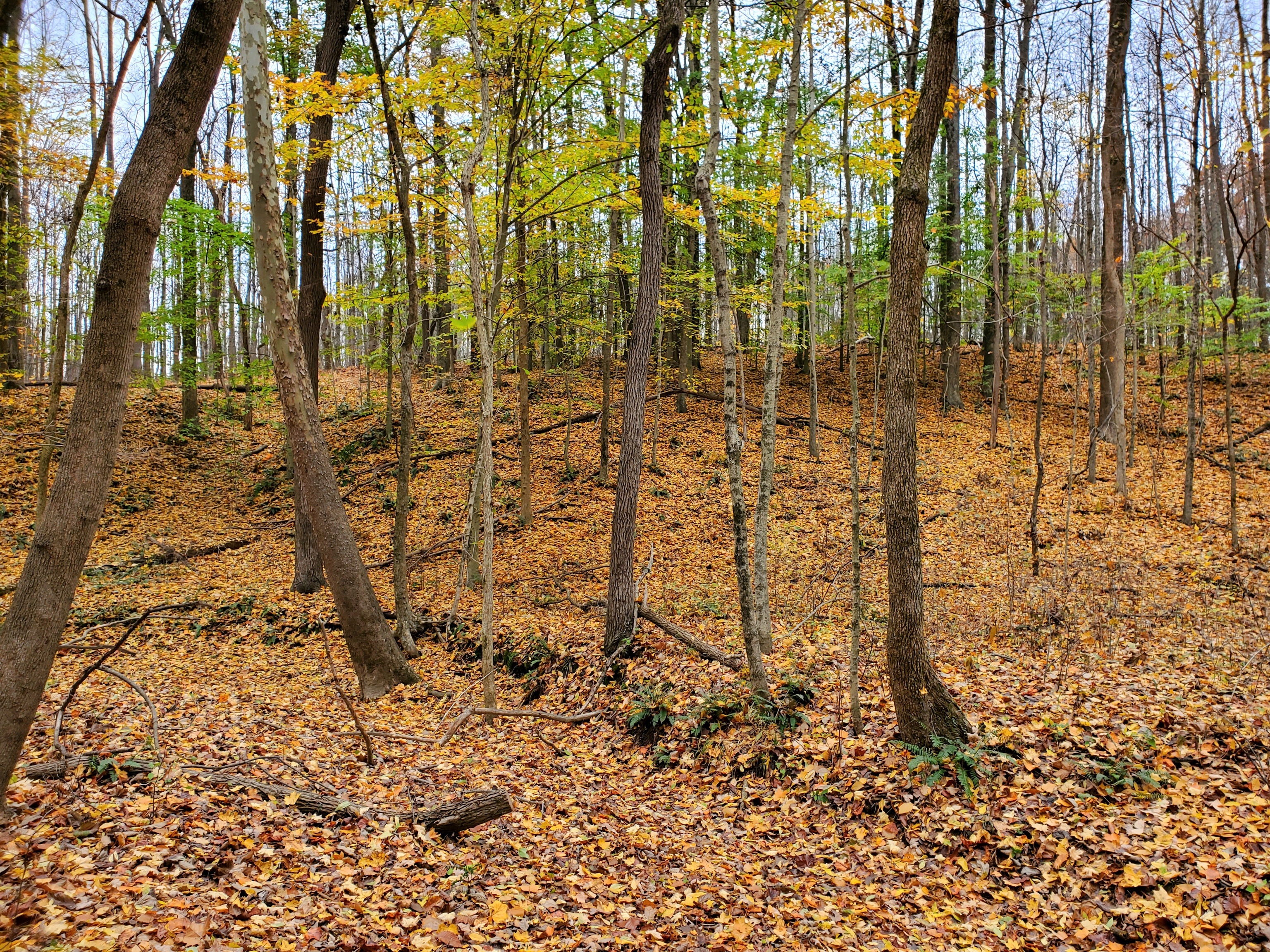 0 Off Shingle Mill Road Bloomfield, IN 47424 - Photo 23 of 52