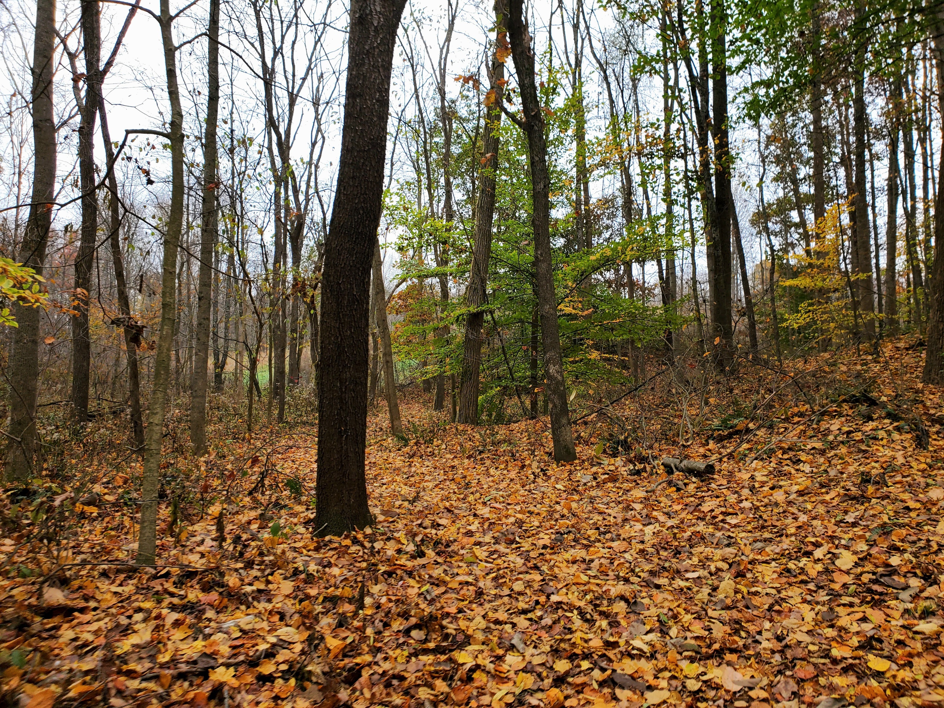 0 Off Shingle Mill Road Bloomfield, IN 47424 - Photo 25 of 52