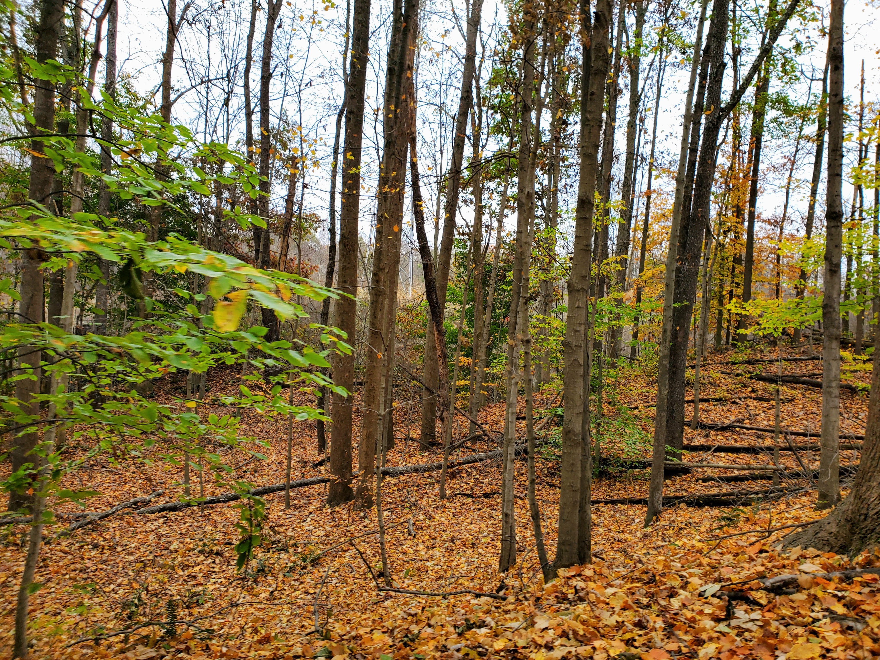 0 Off Shingle Mill Road Bloomfield, IN 47424 - Photo 28 of 52