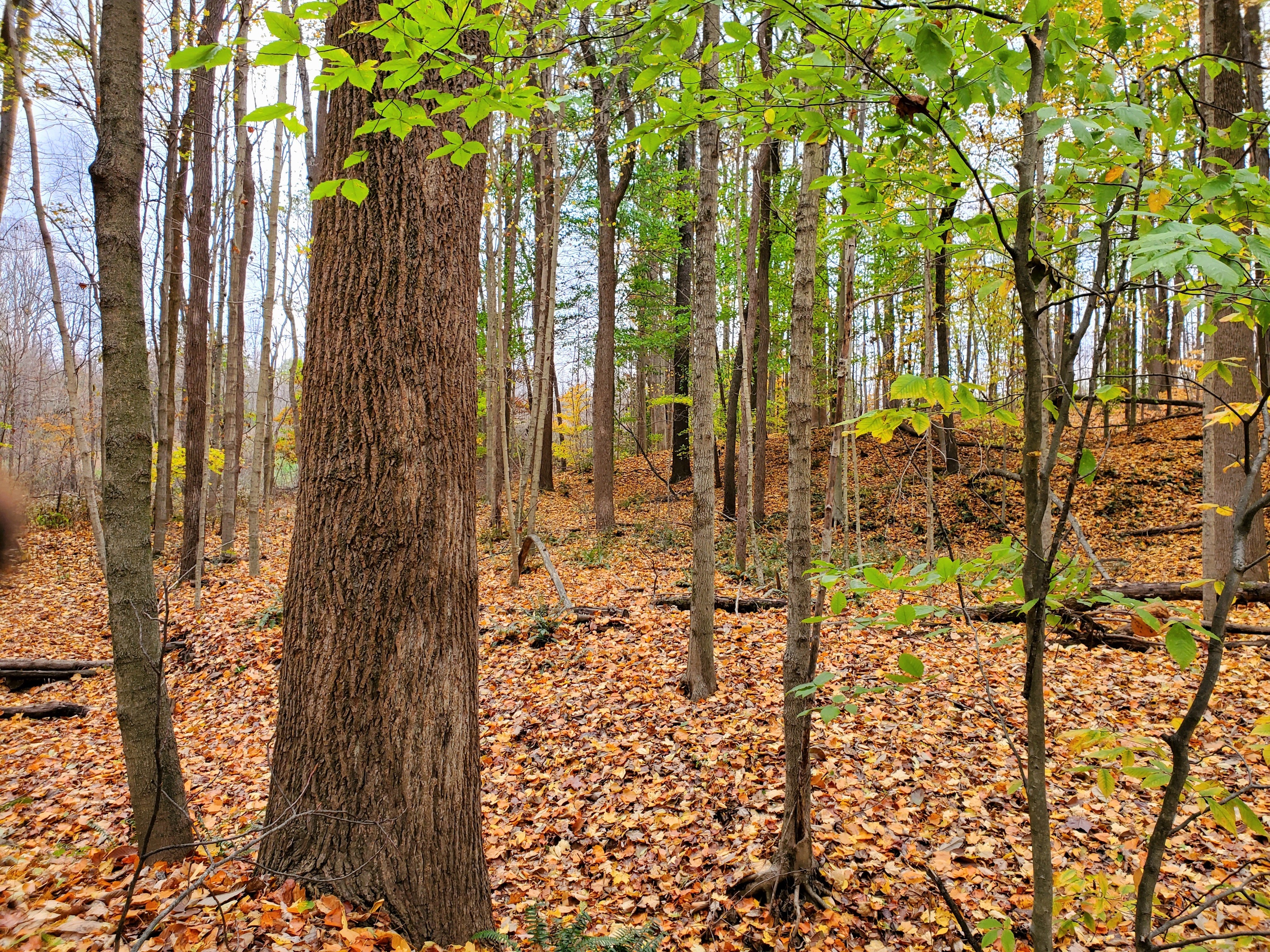 0 Off Shingle Mill Road Bloomfield, IN 47424 - Photo 4 of 52