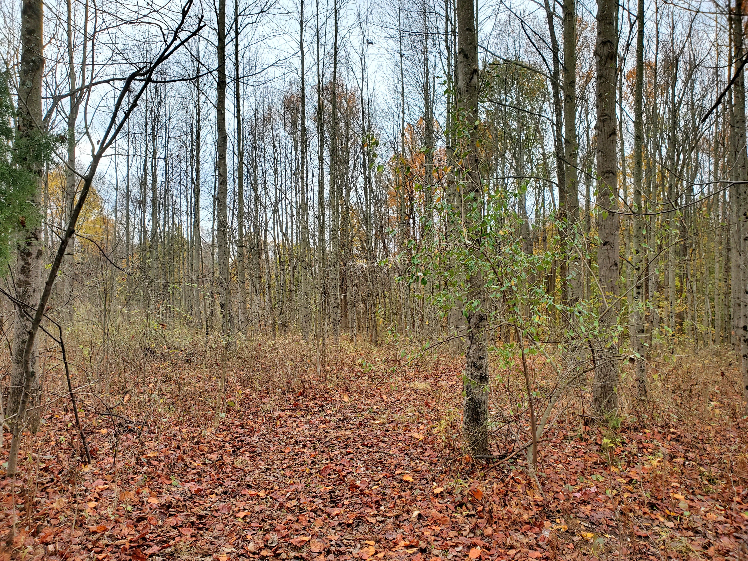 0 Off Shingle Mill Road Bloomfield, IN 47424 - Photo 47 of 52