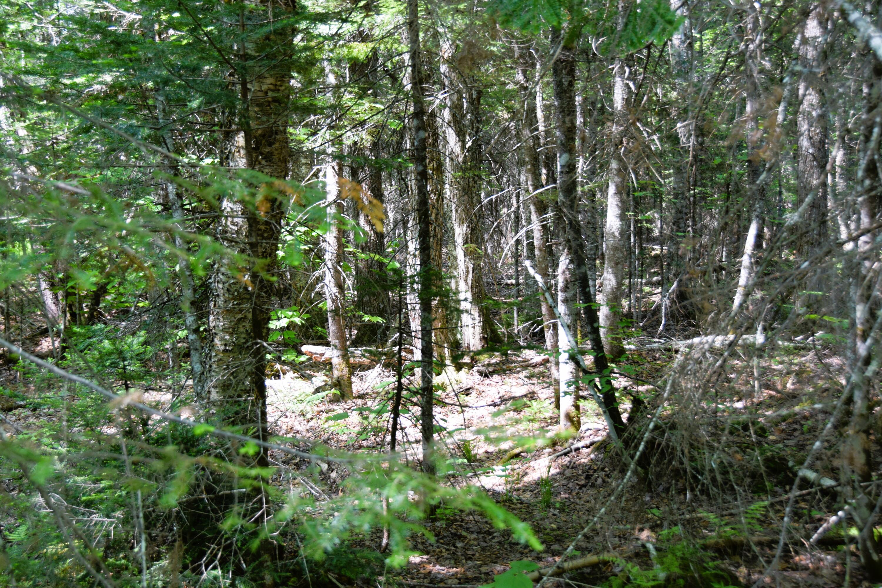 Ms03-l17.3 Carry Pond Road Bingham, ME 04920 - Photo 4 of 19