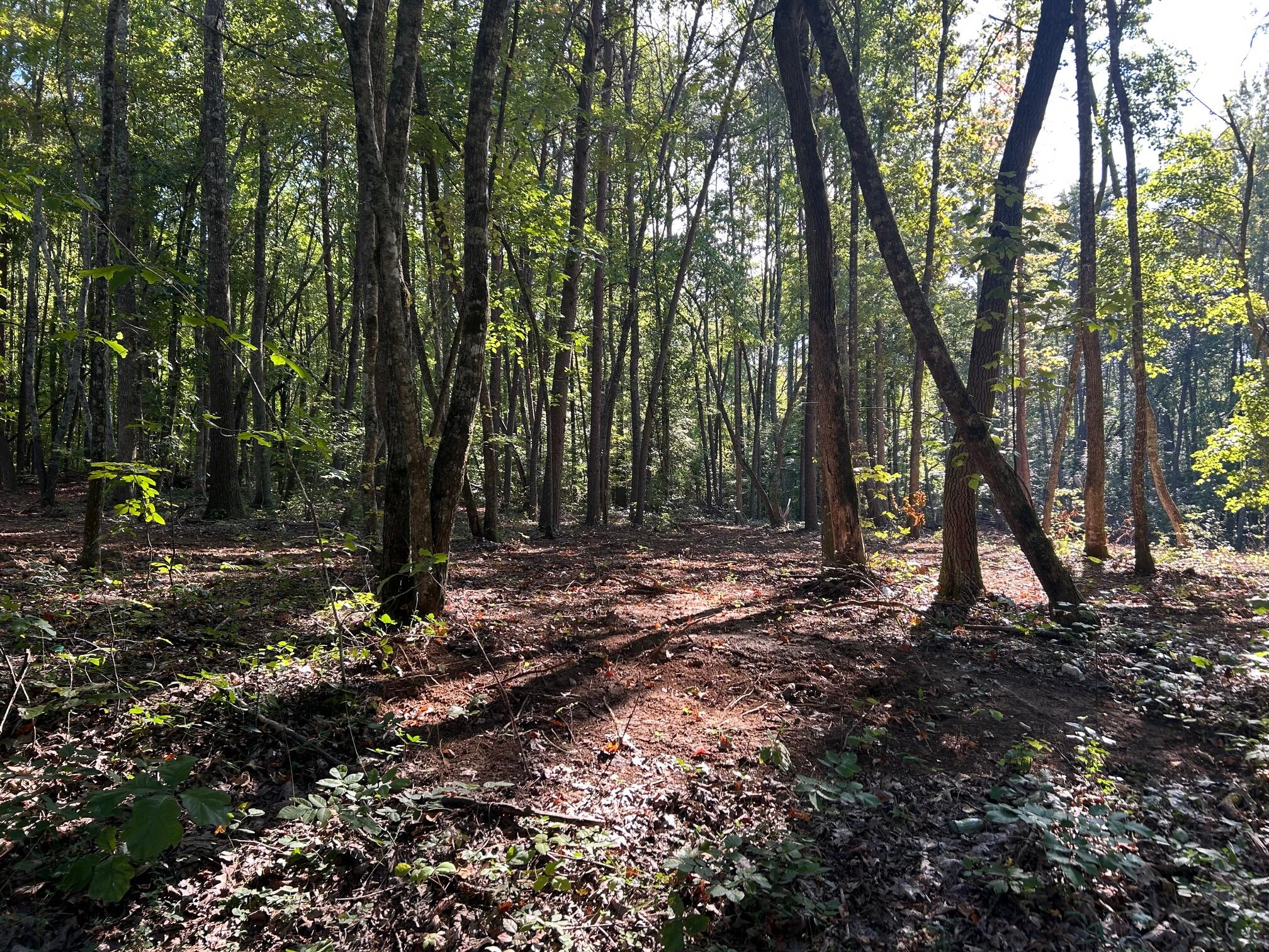 6 Pleasant Hill Road Ten Mile, TN 37880 - Photo 8 of 13 IMG_3850