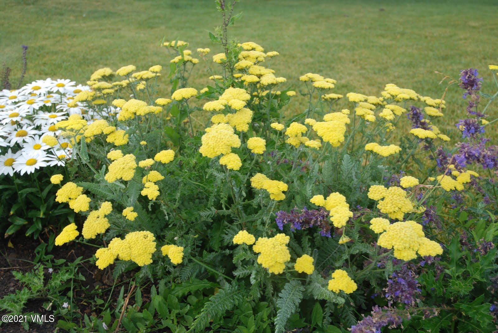 240 Casteel Ridge Edwards, CO 81632 - Photo 75 of 83 a close up of a flower in a garden