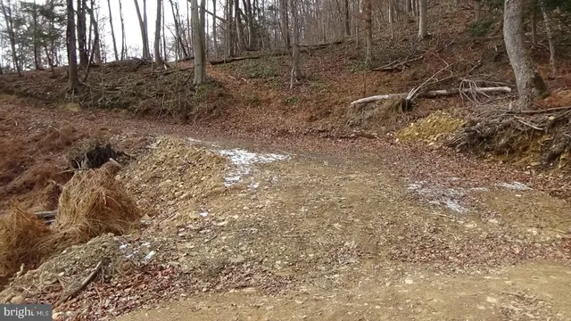 a view of a forest with trees in the background