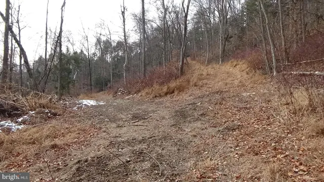 a view of a forest with trees in the background