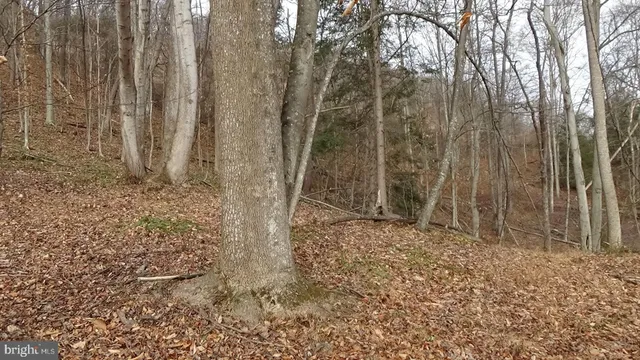 a view of a yard with trees